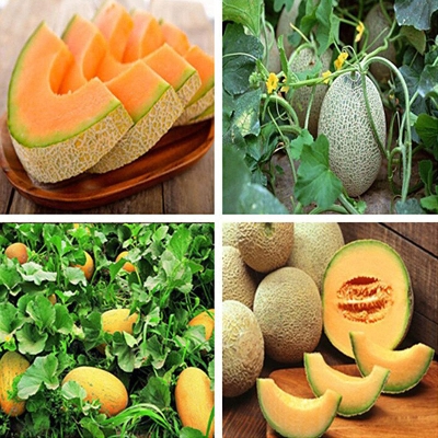 Picture of 20 PCS Pack Rock Melon (Samam) Seeds / Rock Melon / Cantaloupe Melon - Rock Mellon / Cantalup Mellon