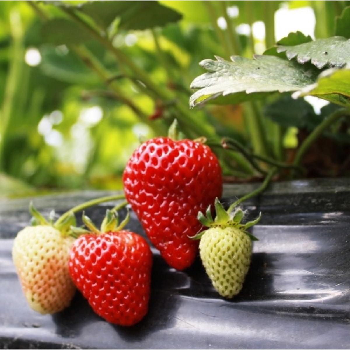Picture of Giant strawberry bonsai tree Seed - 50 Pcs (Natural)