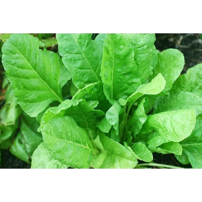 Picture of Hybrid Palong Shak - 10 gm