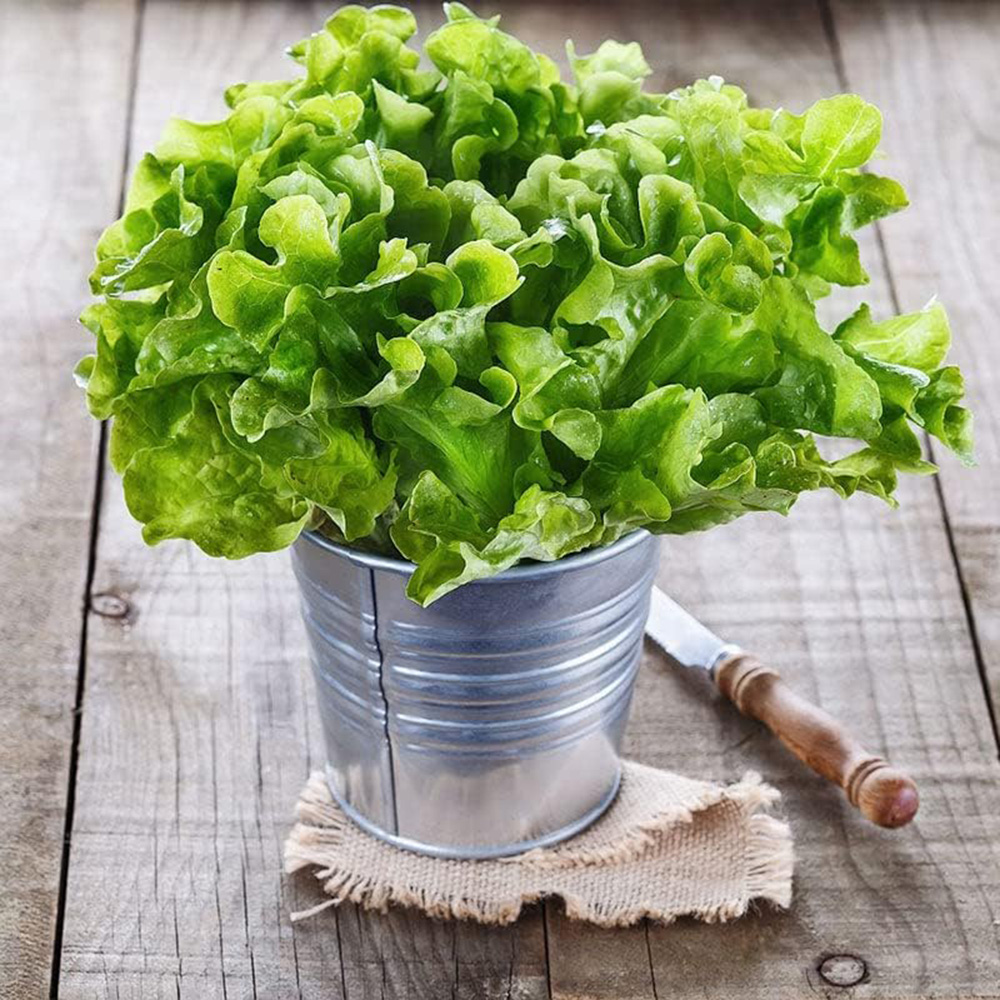 Picture of Lettuce Grand Rapid Seed/Lettuce Grand Rapids easy to grow great salad choice Green wave seed