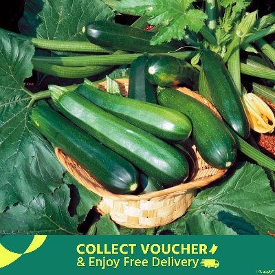 Picture of Korea Super Early Hybrid Squash Seed - 10 Pieces - High-Quality Seeds for Exceptional Home Gardening - Grow Fresh and Healthy Squash at Home