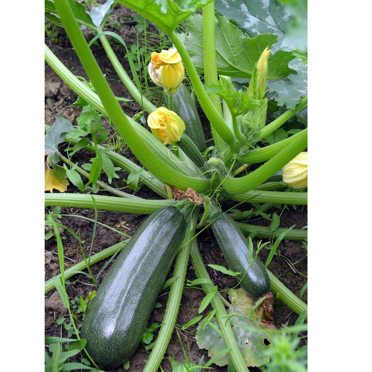Picture of Korea Super Early Hybrid Squash Seed - 10 Pieces - High-Quality Seeds for Exceptional Home Gardening - Grow Fresh and Healthy Squash at Home