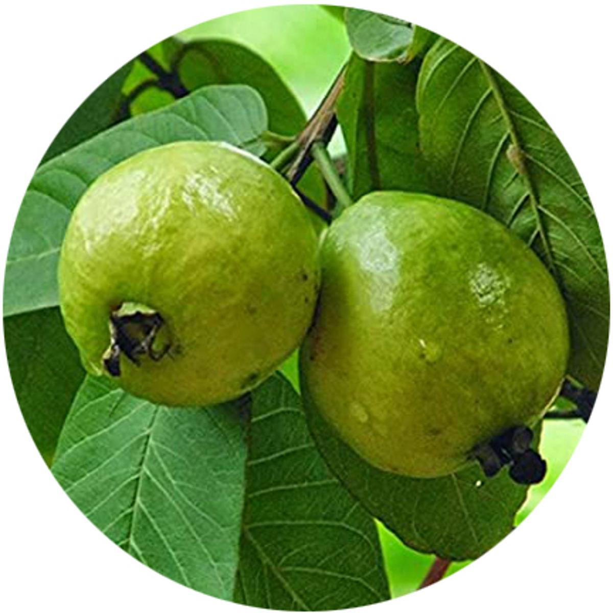 Picture of Thai-7 Guava Seed