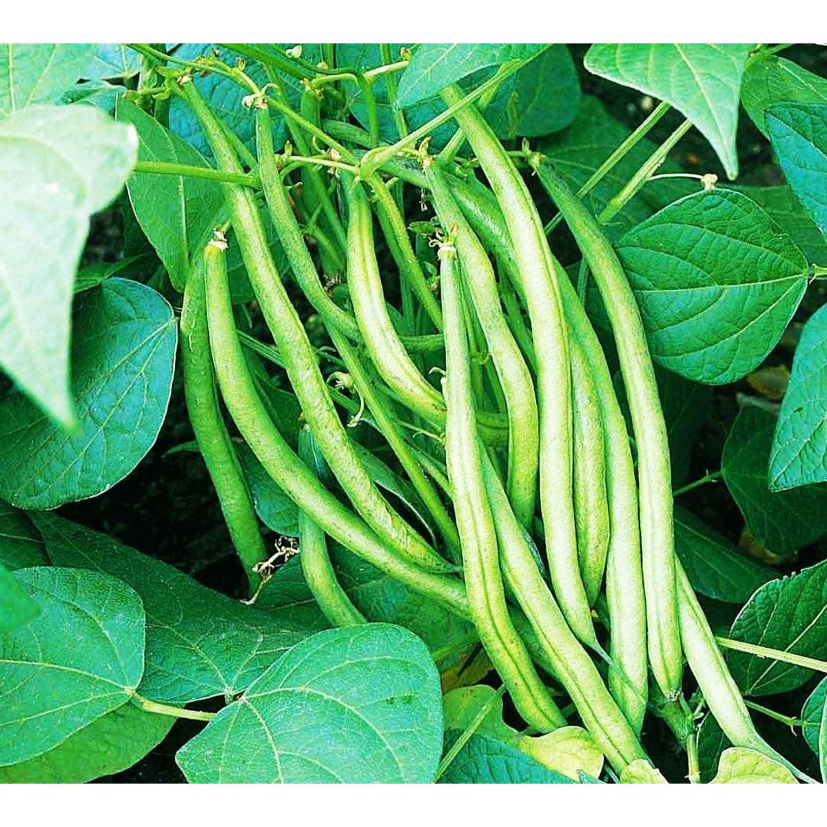 Picture of Yardlong Bean Seeds - 20 Pcs
