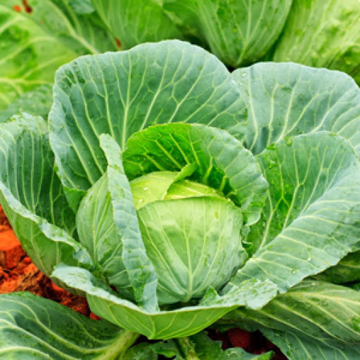Picture of F1 Hybrid Cabbage seeds 30 pcs