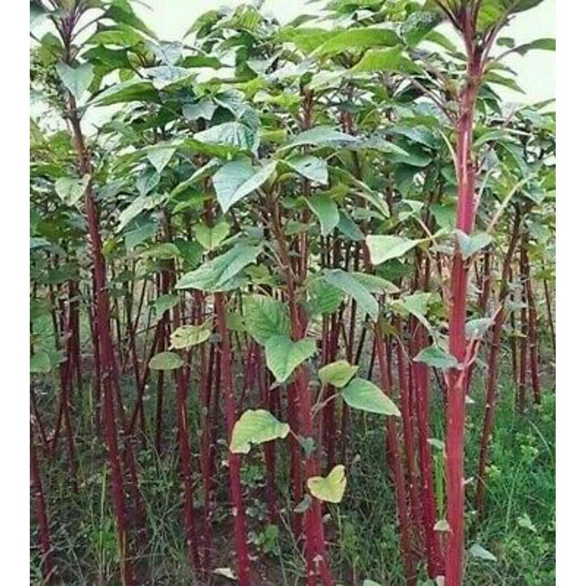 Picture of Data Shak Seeds - 10 gm