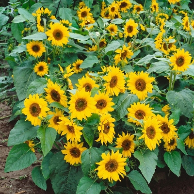 Picture of Sunflower - 10 pcs Hybrid Seed