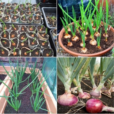 Picture of Onion Seeds Hybrid Quality (পিয়াজ বীজ ) Seeds/ Roof plant - 100 Pcs (ফরিদপুরী পেঁয়াজ) - onion