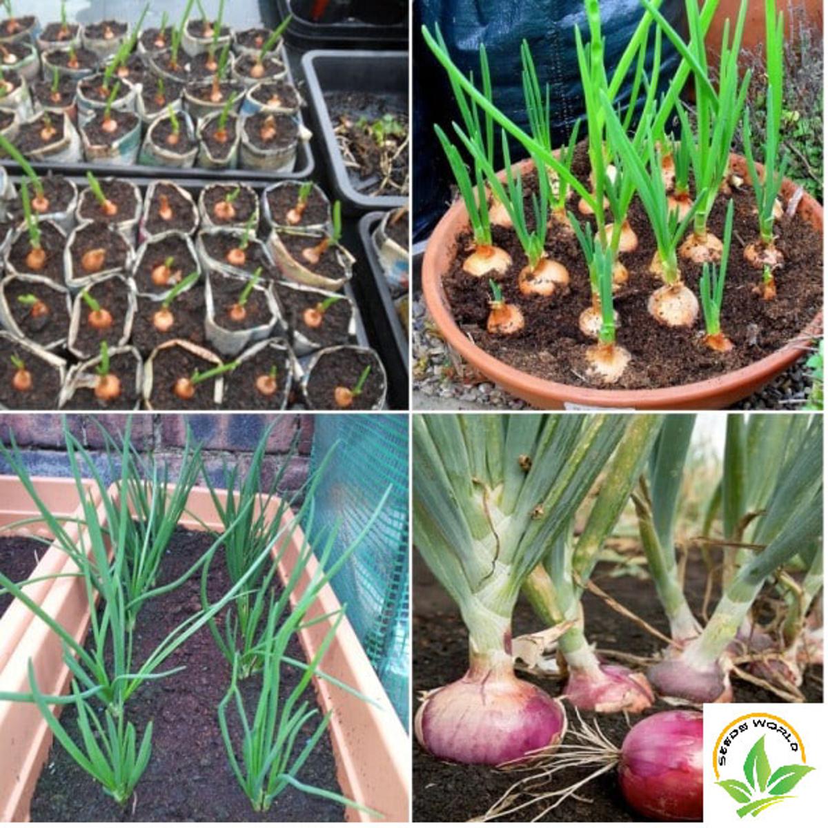 Picture of Onion Seeds Hybrid Quality (পিয়াজ বীজ ) Seeds/ Roof plant - 10 gm (ফরিদপুরী পেঁয়াজ) - onion
