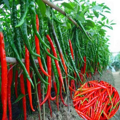 Picture of All Season Chili Seeds (30 seeds)- Green