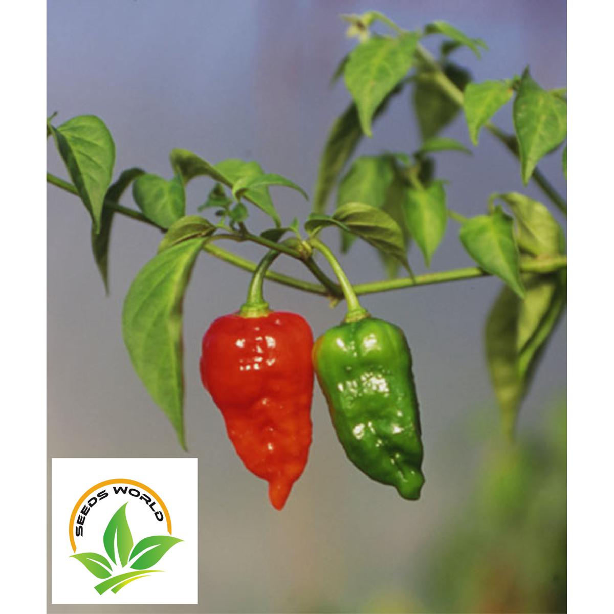 Picture of Naga Bombay Chili Seeds 20 pcs - Green