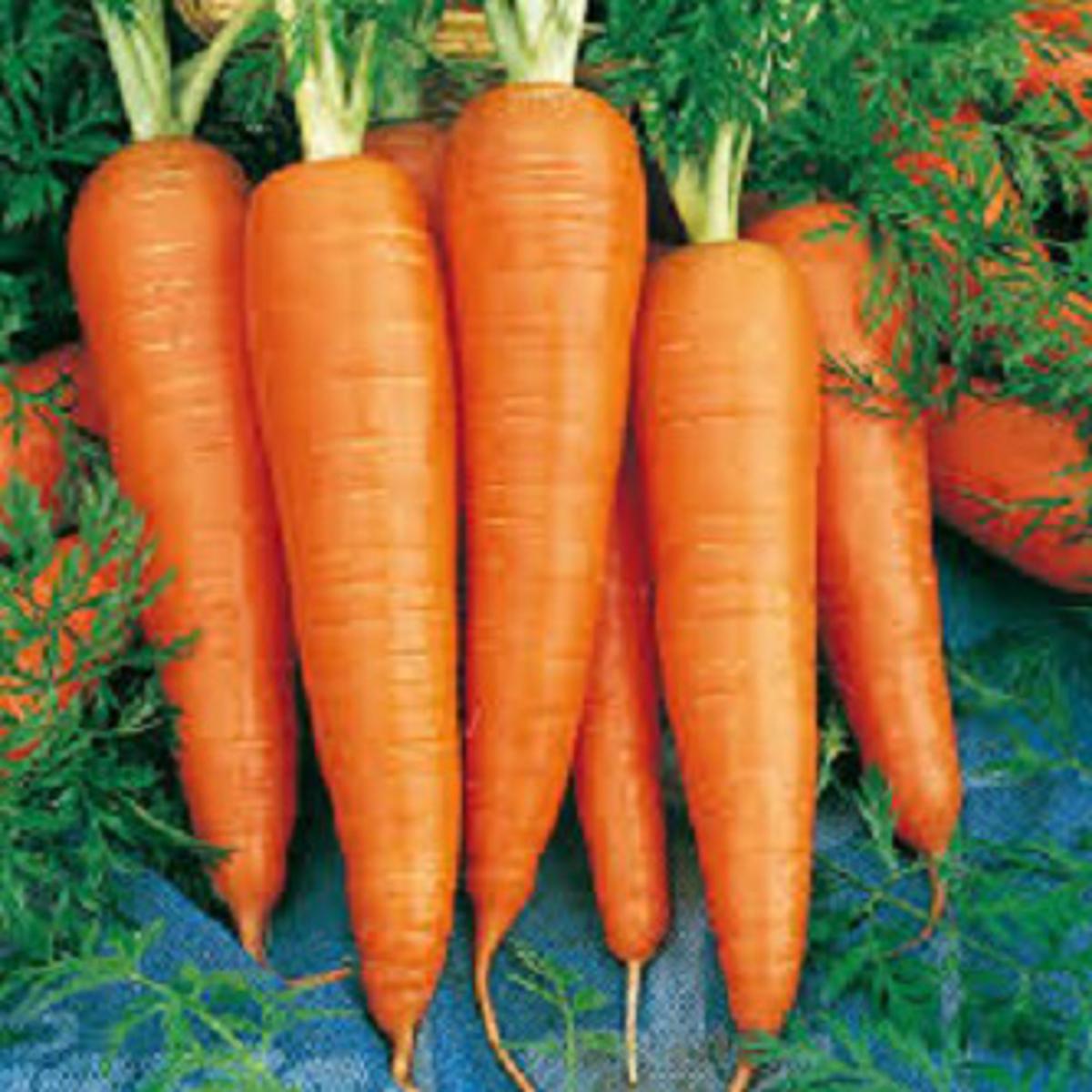 Picture of Carrot seeds Mini pack ( 2 Intact Pack)