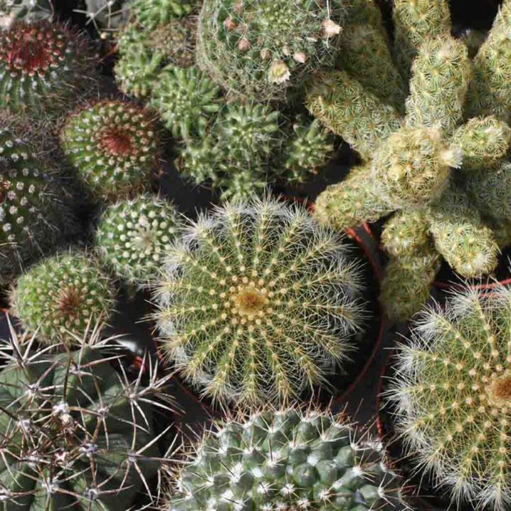 Picture of Global Cactus Plants Bonsai Tree Seeds - 10 Pcs Seeds