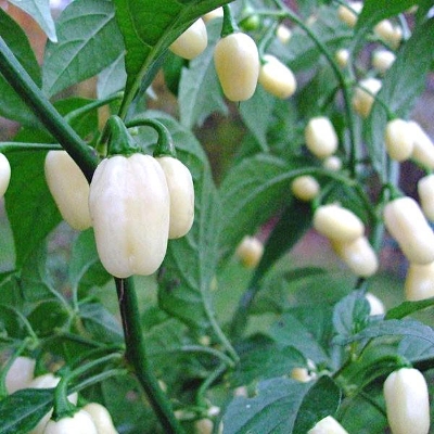 Picture of White Chilli Seed -10 Pcs