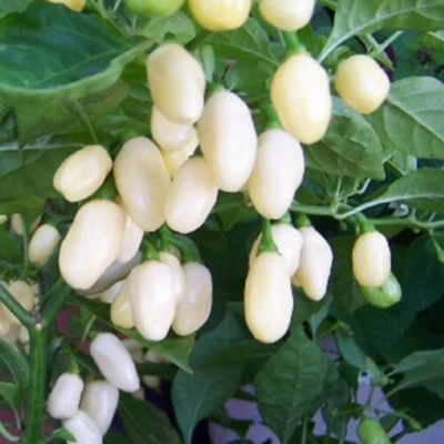Picture of White Chilli Seed -10 Pcs