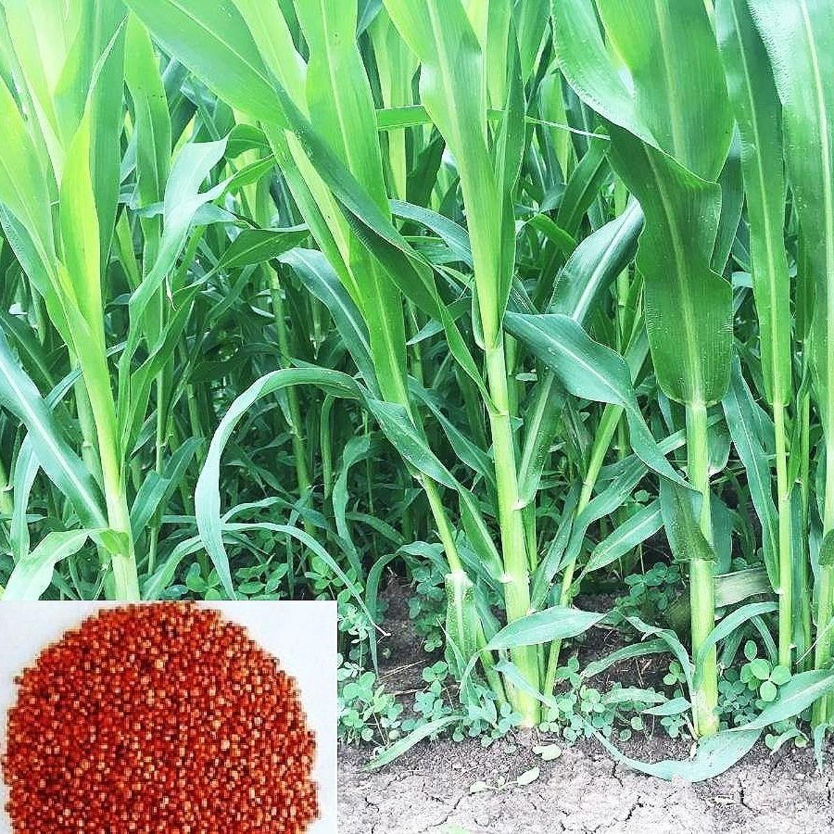 Picture of SWEET SUDAN GRASS SEEDS, HYBRID Intact  packet 1 kg