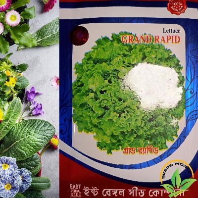 Picture of Lettuce Grand Rapid Seeds INTACT PACKET