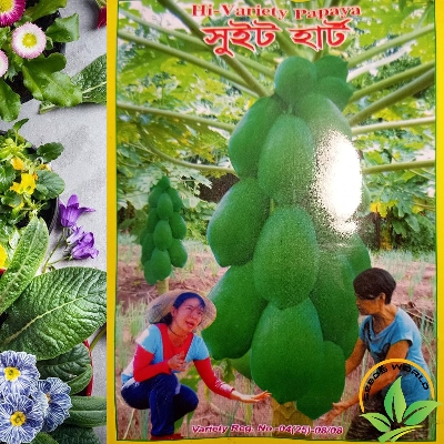 Picture of Hybrid F1 Sweet hard  Papaya Seeds INTACT PACKET