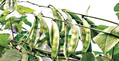 Picture of Beans seeds intact packet Hybrid seed (10gm)