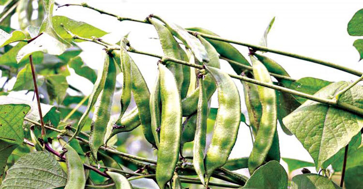 Picture of Kerala Seem seeds intact packet