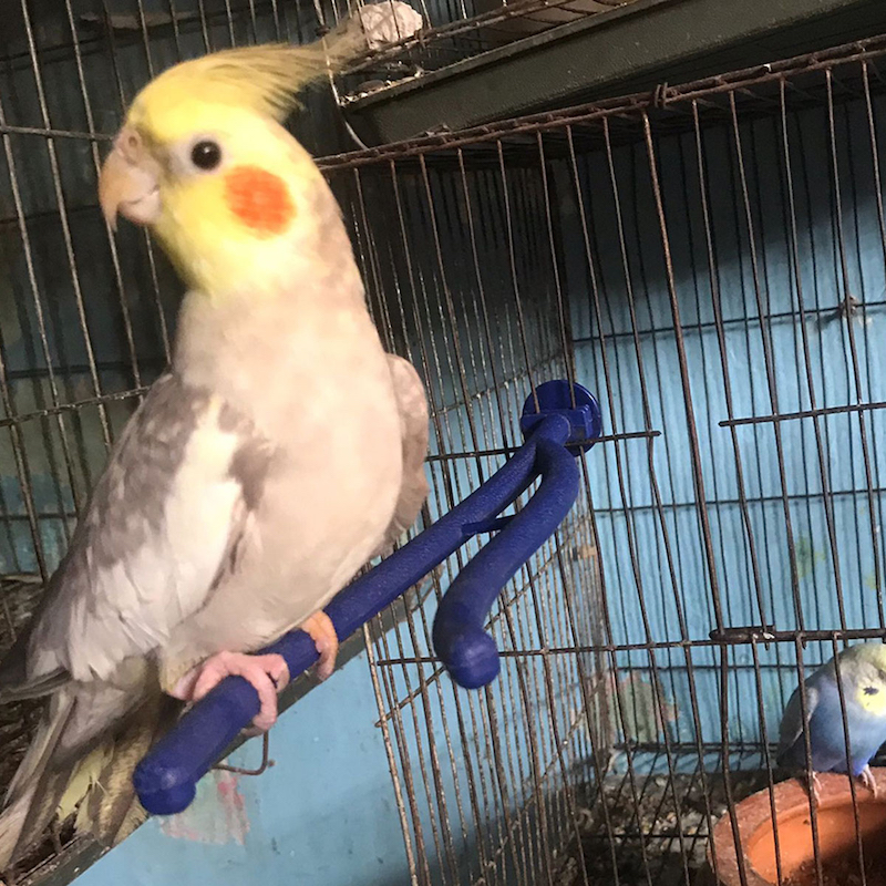 Picture of Birds plastic Stand Branch Budgie Cage Standing Toy Supplies-1PCS