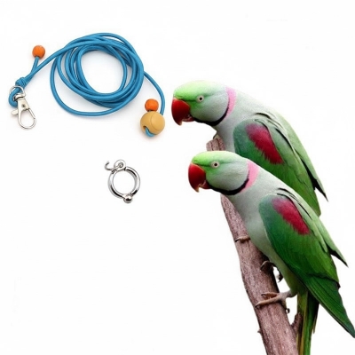 Picture of Alexander parrot china Leg Ring or Harness full Set