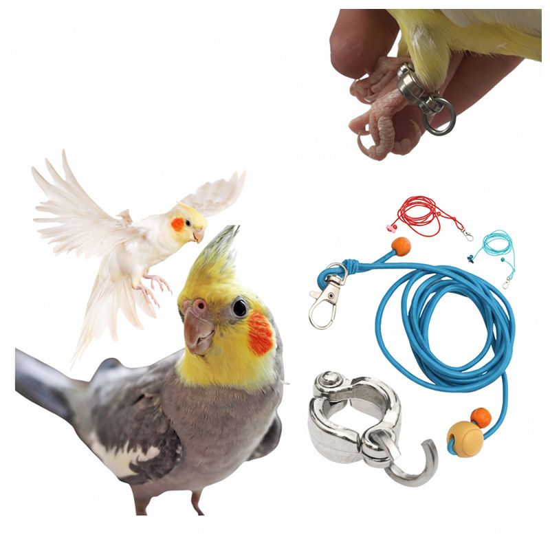 Picture of 60 inch Elastic harness with anklet 5.5 mm for Cockatiel Birds(full set combo pack) 1PCS