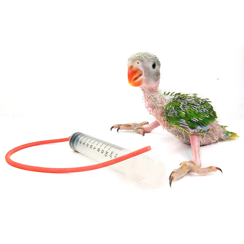 Picture of 10ml Baby Bird Cockatiel Budgie Parrot Pet Hand Rearing Feeding Syringes Crop Tubes