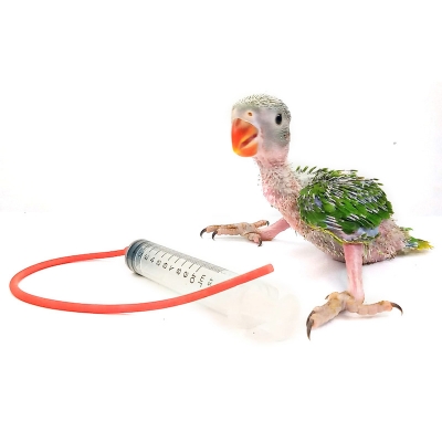 Picture of 10ml Baby Bird Cockatiel Budgie Parrot Pet Hand Rearing Feeding Syringes Crop Tubes