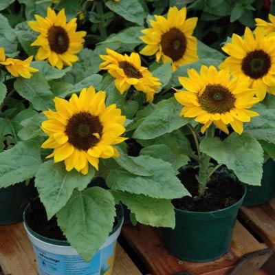 Picture of Sunflower Seed 100 PCS (সূর্যমুখি ফুলের বিজ ১০০ পিচ)