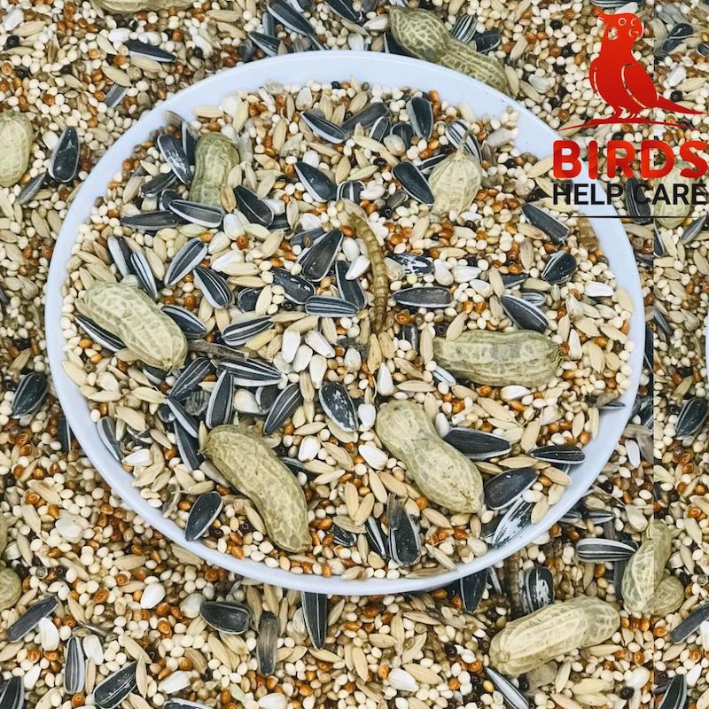 Picture of Ringneck Parrot Premium Seed Mix For Bird-1kg