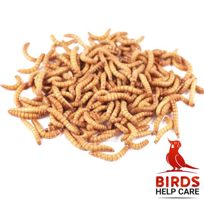 Picture of Mealworm High Protin for Pets 50GM