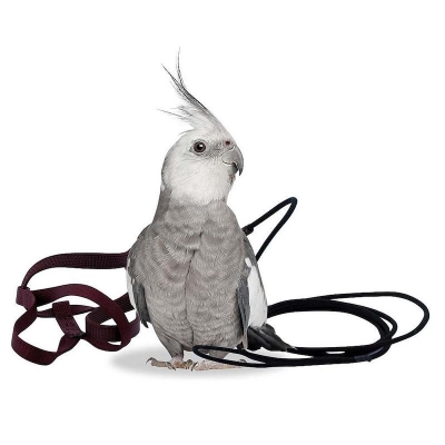 Picture of Flying Training Adjustable Parrot Bird Harness Leash