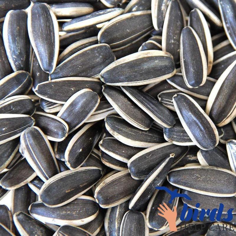 Picture of Exotic sunflower seed 500 gram