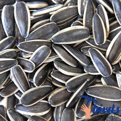 Picture of Exotic sunflower seed 500 gram