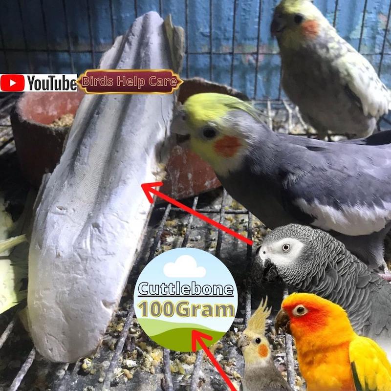 Picture of Cuttlebone Cuttlefish Bone 100g