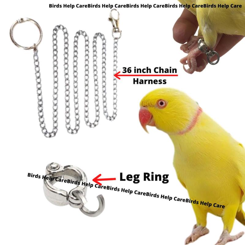 Picture of Any Ringneck Parrot Harness + China Ring Combo 7MM Size