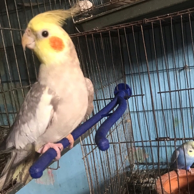 Picture of Birds plastic Stand Branch Budgie Cage Standing Toy Supplies-1PCS