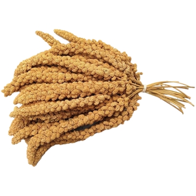 Picture of white Millet Spray For Any Bird 100g