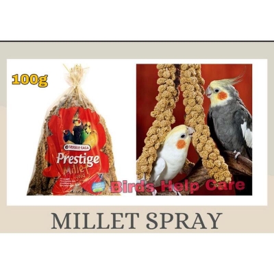 Picture of white Millet Spray For Bird (Veresele Laga)-100g