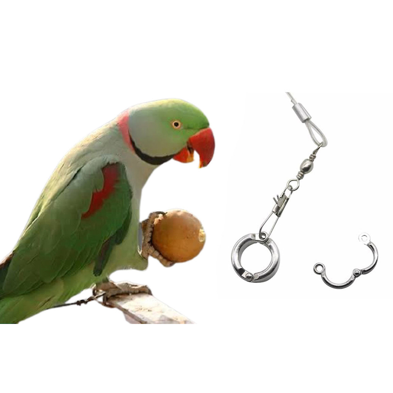 Picture of China Ring for Alexander parrot-1PCS