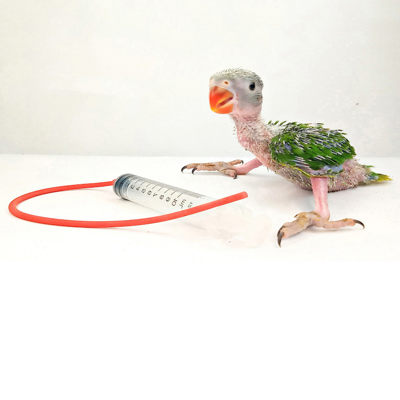 Picture of Bird handfeeding Syringes Crop Tubes for new born baby birds= 10 ml