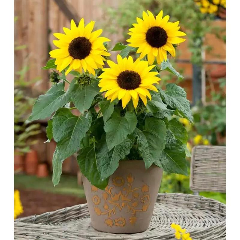 Picture of Sunflower - 30 pcs Hybrid Seed