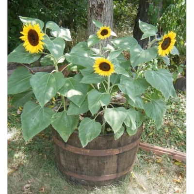 Picture of Sunflower - 50 pcs Hybrid Seed