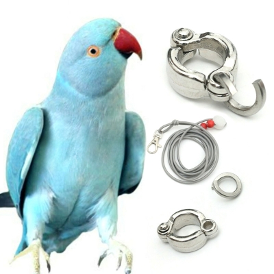 Picture of Indian Ringneck Parrot China Ring & Harness