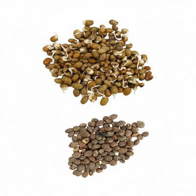 Picture of টিয়াপাখি বাচ্চা জন্য ফেলন ডাল ৫০০গ্রাম