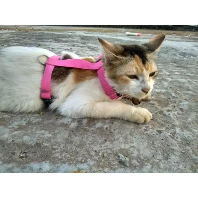 Picture of Cat Hearnel 5 Meter Length Black & Pink