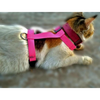 Picture of The cat jogging belt - 1PCS