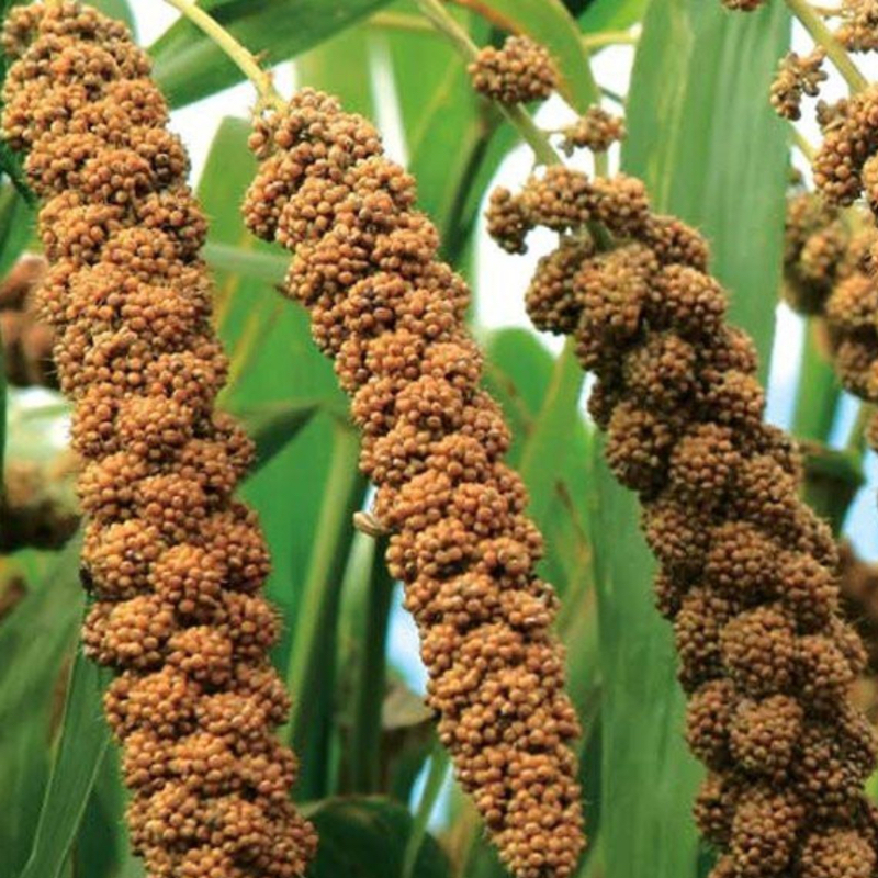 Picture of white Millet Spray For Hamster and Rabbit Food 100g