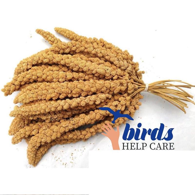 Picture of Millet Spray For Bird (Veresele Laga)-100g